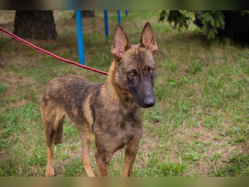 Chip 231769: Sucht ein Zuhause