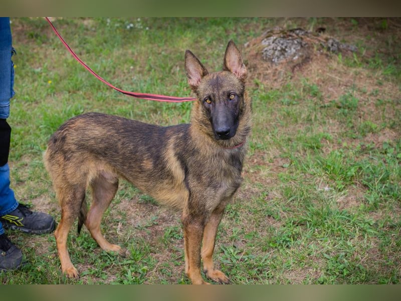Chip 231769: Sucht ein Zuhause