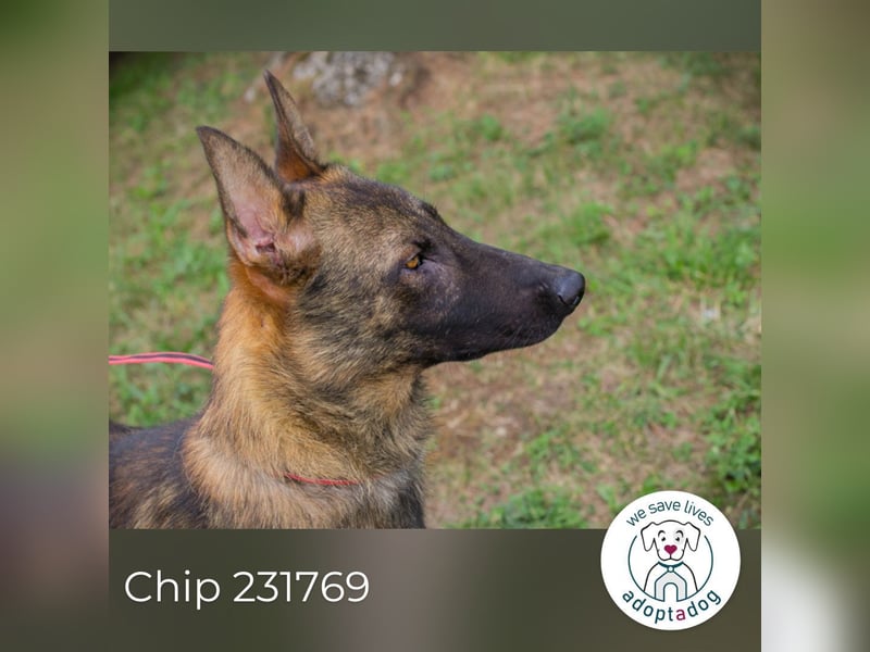 Chip 231769: Sucht ein Zuhause