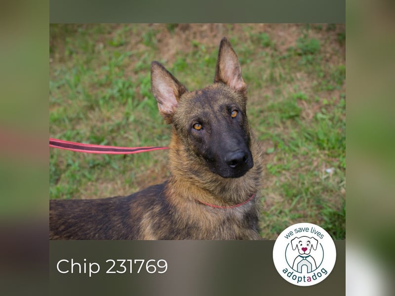 Chip 231769: Sucht ein Zuhause
