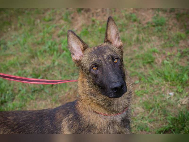 Chip 231769: Sucht ein Zuhause