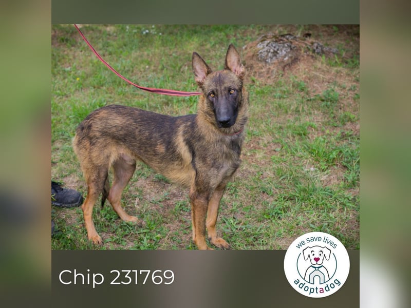 Chip 231769: Sucht ein Zuhause