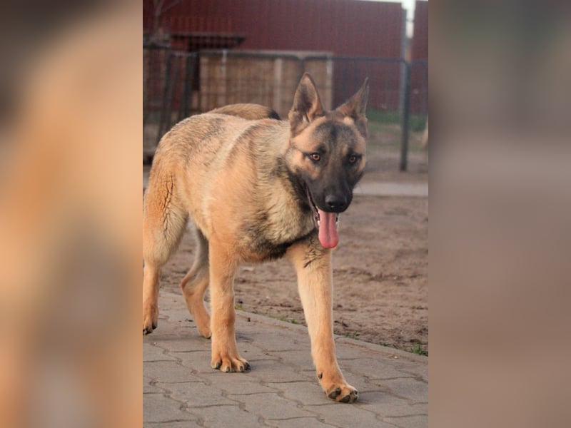Ivo VI – Kluger, aktiver Malinois-Rüde sucht erfahrenes Zuhause mit Köpfchen