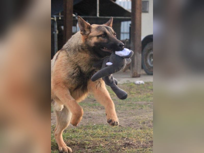 Ivo VI – Kluger, aktiver Malinois-Rüde sucht erfahrenes Zuhause mit Köpfchen