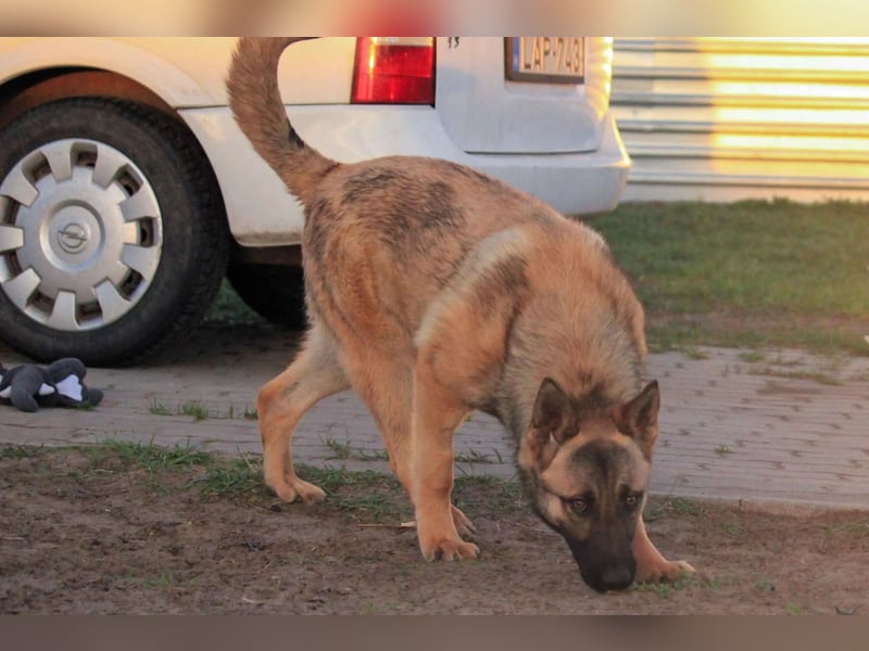 Ivo VI – Kluger, aktiver Malinois-Rüde sucht erfahrenes Zuhause mit Köpfchen