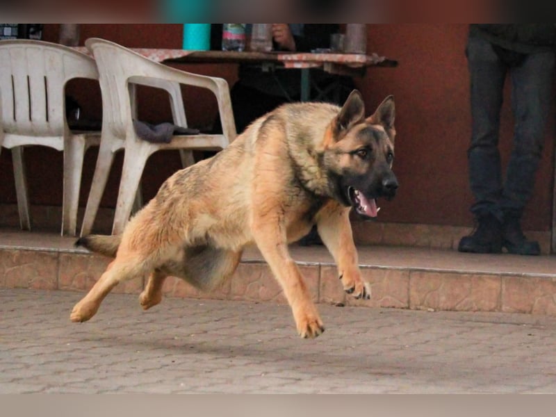 Ivo VI – Kluger, aktiver Malinois-Rüde sucht erfahrenes Zuhause mit Köpfchen
