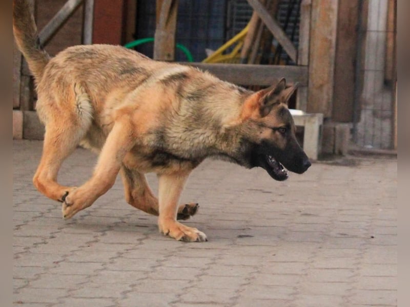 Ivo VI – Kluger, aktiver Malinois-Rüde sucht erfahrenes Zuhause mit Köpfchen