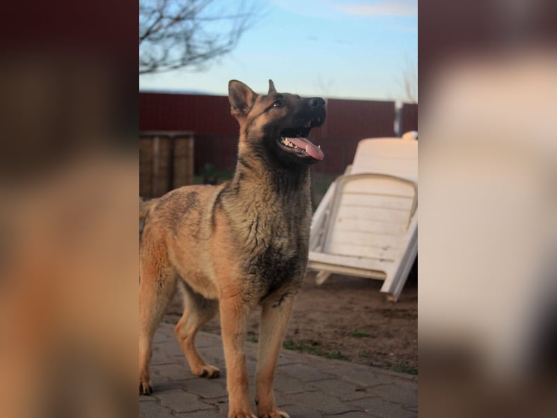 Ivo VI – Kluger, aktiver Malinois-Rüde sucht erfahrenes Zuhause mit Köpfchen