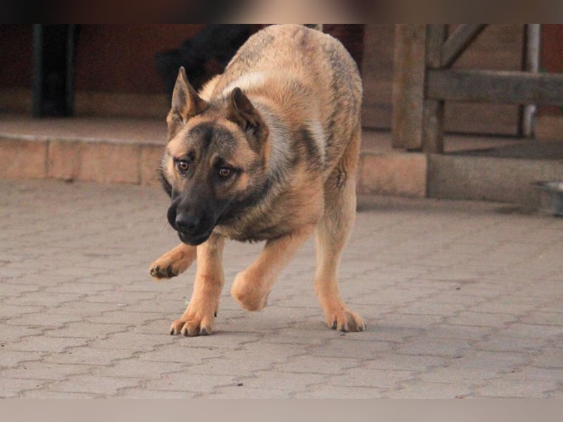 Ivo VI – Kluger, aktiver Malinois-Rüde sucht erfahrenes Zuhause mit Köpfchen