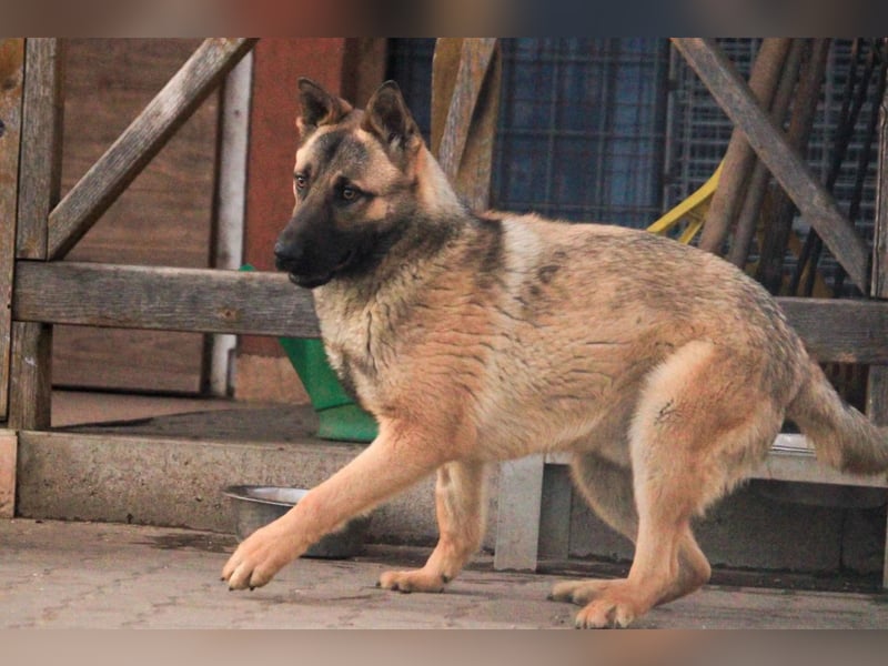 Ivo VI – Kluger, aktiver Malinois-Rüde sucht erfahrenes Zuhause mit Köpfchen