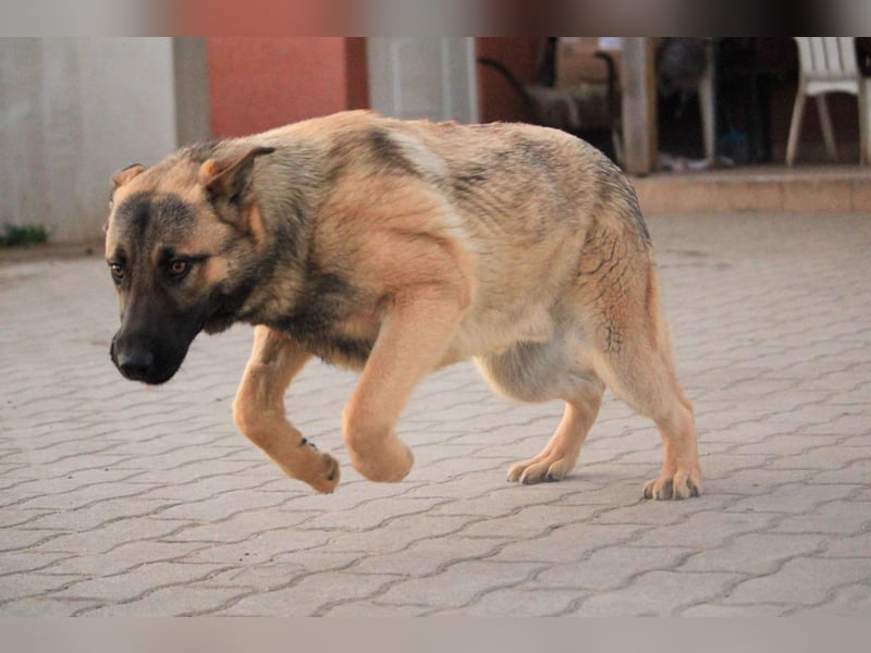 Ivo VI – Kluger, aktiver Malinois-Rüde sucht erfahrenes Zuhause mit Köpfchen