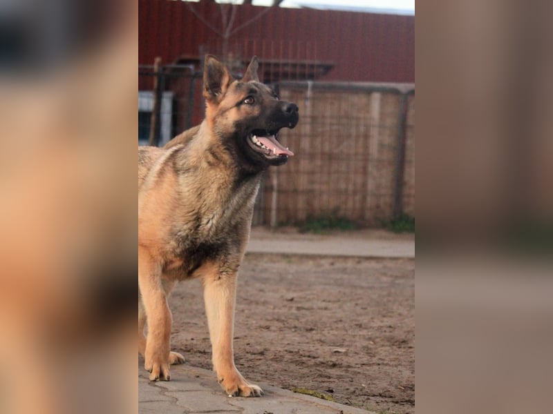 Ivo VI – Kluger, aktiver Malinois-Rüde sucht erfahrenes Zuhause mit Köpfchen