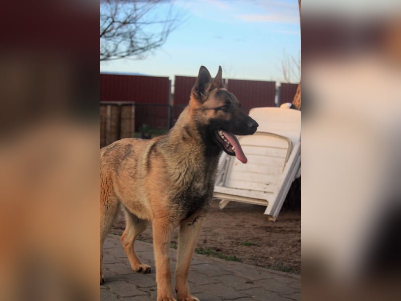 Ivo VI – Kluger, aktiver Malinois-Rüde sucht erfahrenes Zuhause mit Köpfchen