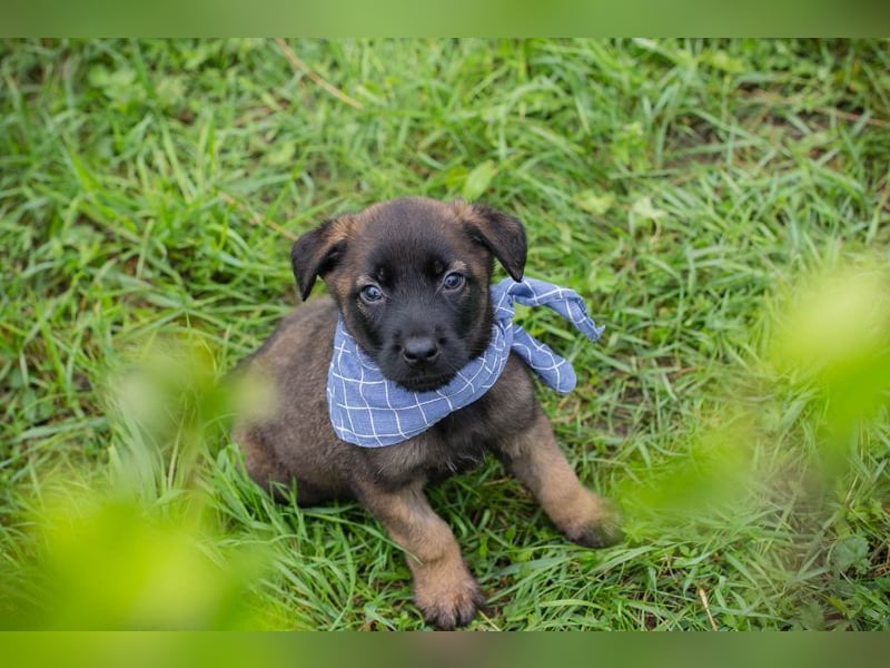Welpe Chip-Nr. 246149 - wenn ich groß bin möchte ich ein richtiger Familienhund sein!