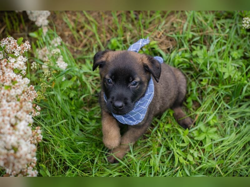 Welpe Chip-Nr. 246149 - wenn ich groß bin möchte ich ein richtiger Familienhund sein!
