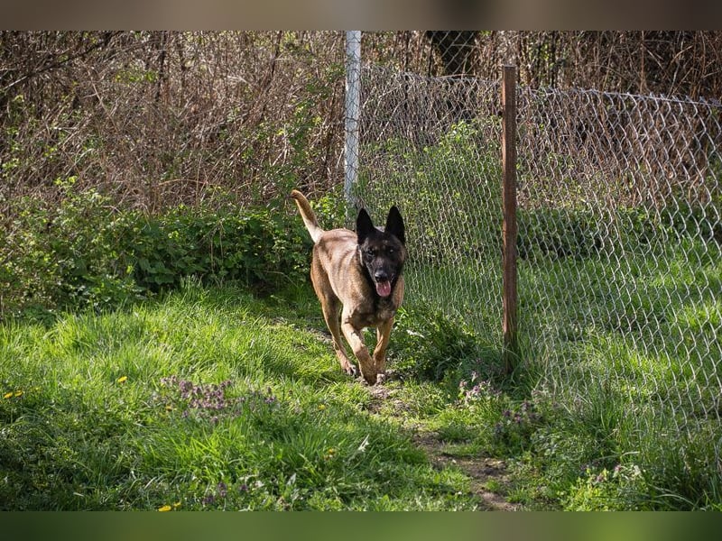 OLLI - der aktive, sportliche Herr sucht Herrchen oder/und Frauchen zum "arbeiten"