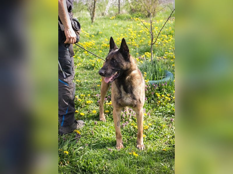 OLLI - der aktive, sportliche Herr sucht Herrchen oder/und Frauchen zum "arbeiten"