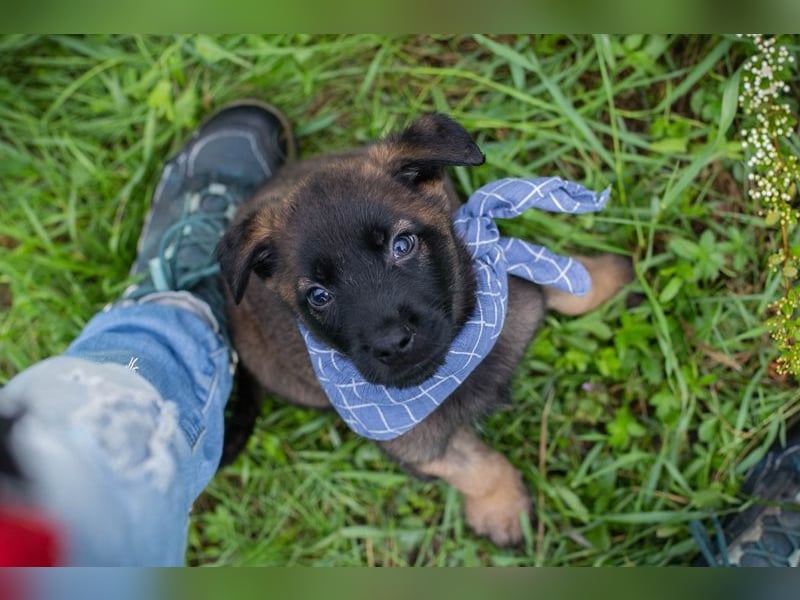 Welpe Chip-Nr. 246149 - wenn ich groß bin möchte ich ein richtiger Familienhund sein!