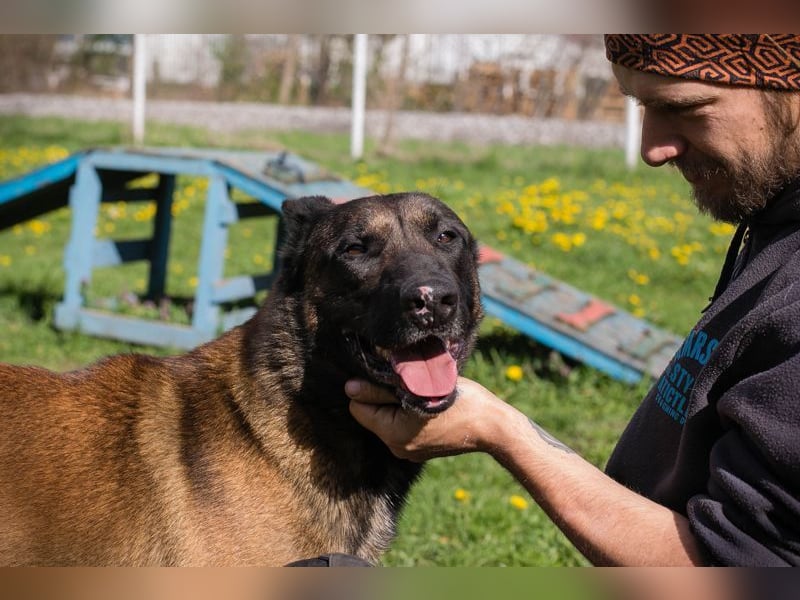 OLLI - der aktive, sportliche Herr sucht Herrchen oder/und Frauchen zum "arbeiten"