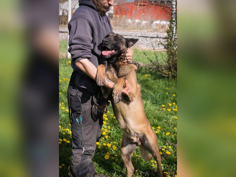 OLLI - der aktive, sportliche Herr sucht Herrchen oder/und Frauchen zum "arbeiten"