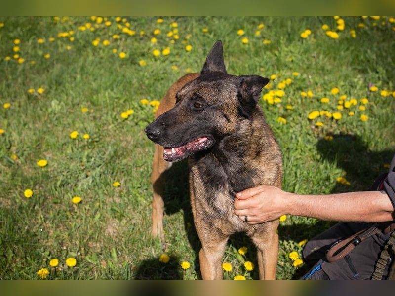 OLLI - der aktive, sportliche Herr sucht Herrchen oder/und Frauchen zum "arbeiten"