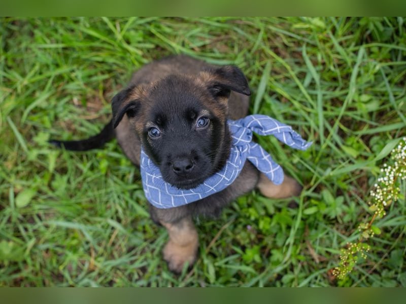 Welpe Chip-Nr. 246149 - wenn ich groß bin möchte ich ein richtiger Familienhund sein!