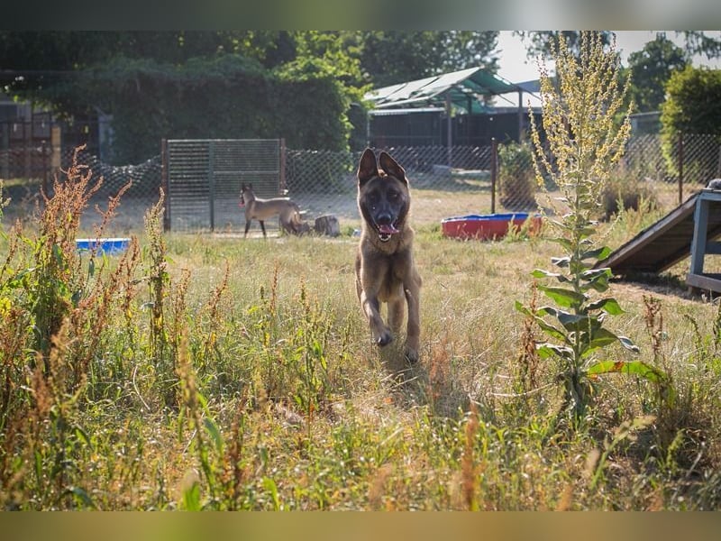 LIJAN - der brave Rüde muss gut beschäftigt werden und sucht hundeerfahrene Menschen