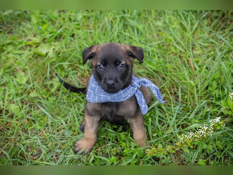 Welpe Chip-Nr. 246149 - wenn ich groß bin möchte ich ein richtiger Familienhund sein!