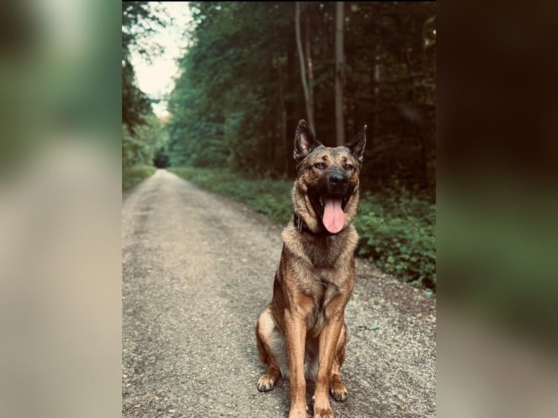 Hübscher  1 jähriger Melli- Schäferhundmix sucht  dringend ein  liebevolles Zuhause