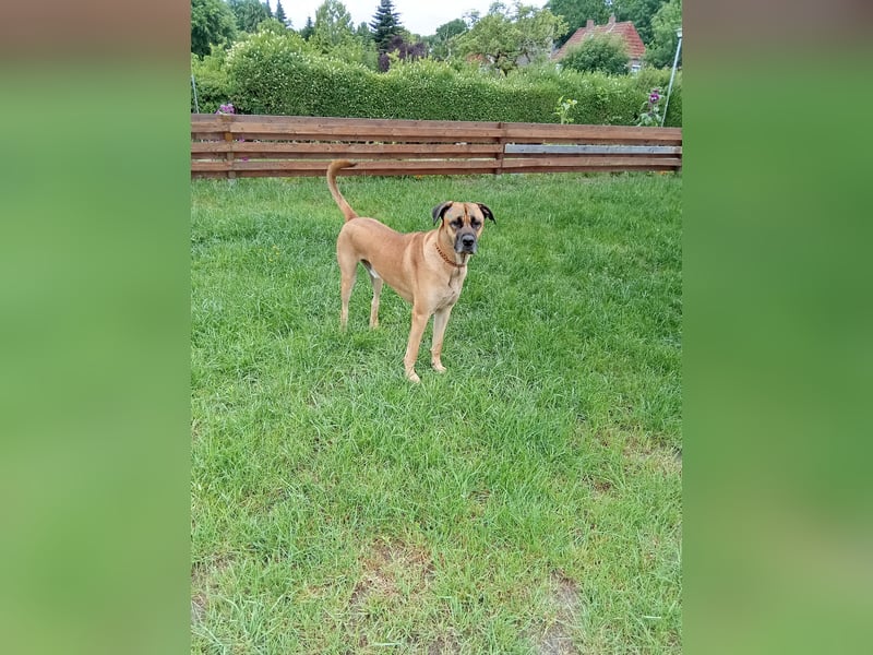 Malinoi - Cane Corso Mix