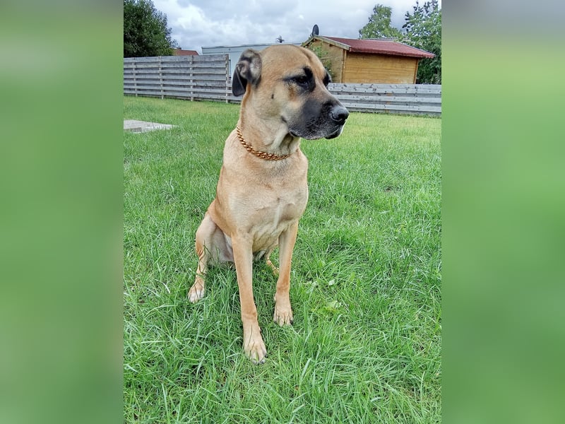 Malinoi - Cane Corso Mix