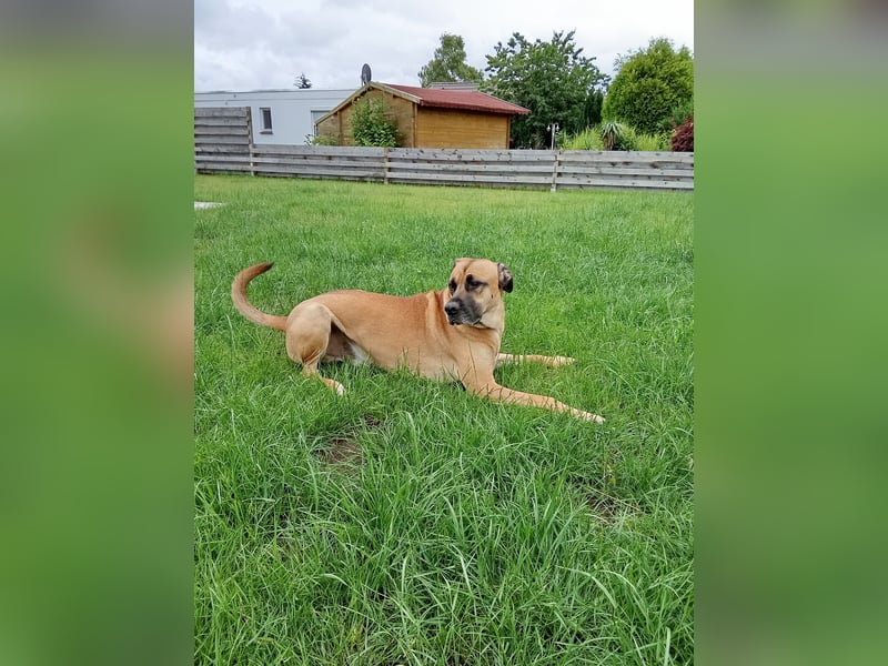 Malinoi - Cane Corso Mix