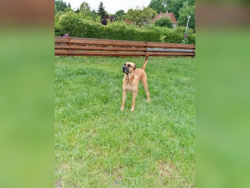 Malinoi - Cane Corso Mix