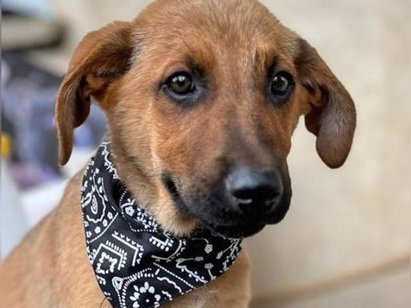 KIMO - möchte ins Hundeglück starten!