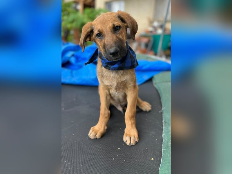 KOREL - bezauberndes Hundekind auf Familiensuche!