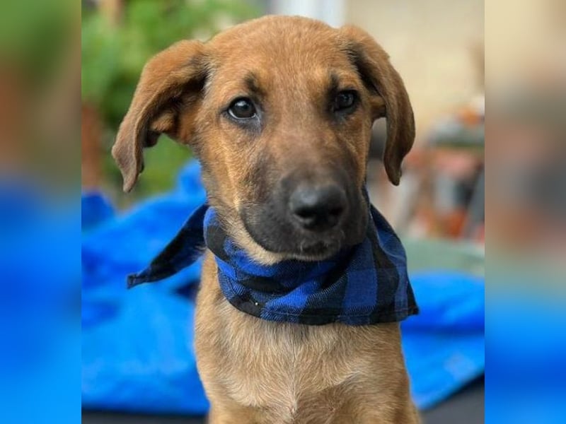 KOREL - bezauberndes Hundekind auf Familiensuche!