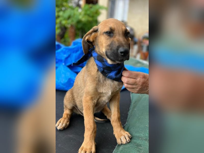 KOREL - bezauberndes Hundekind auf Familiensuche!