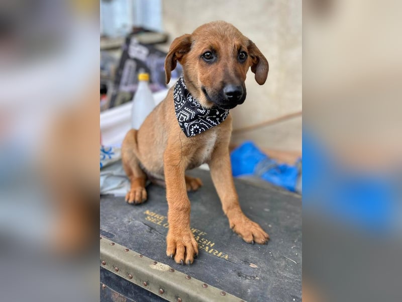 KIMO - möchte ins Hundeglück starten!