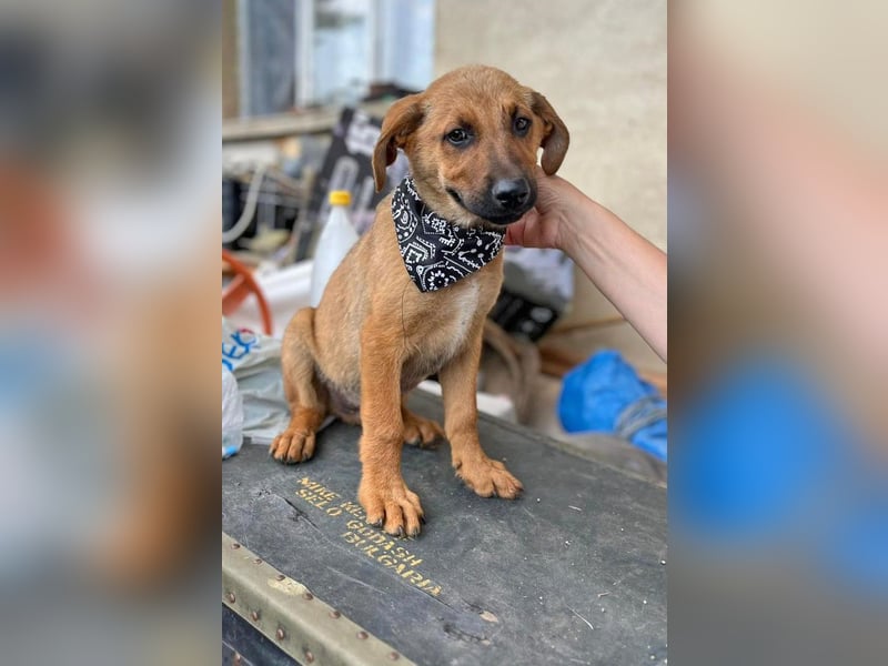 KIMO - möchte ins Hundeglück starten!