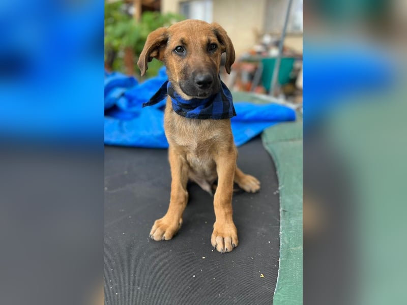 KOREL - bezauberndes Hundekind auf Familiensuche!
