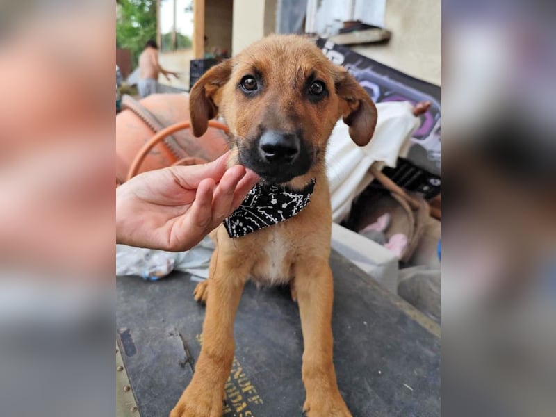 KIMO - möchte ins Hundeglück starten!