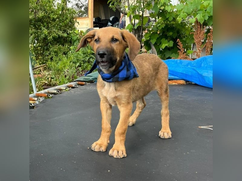 KOREL - bezauberndes Hundekind auf Familiensuche!