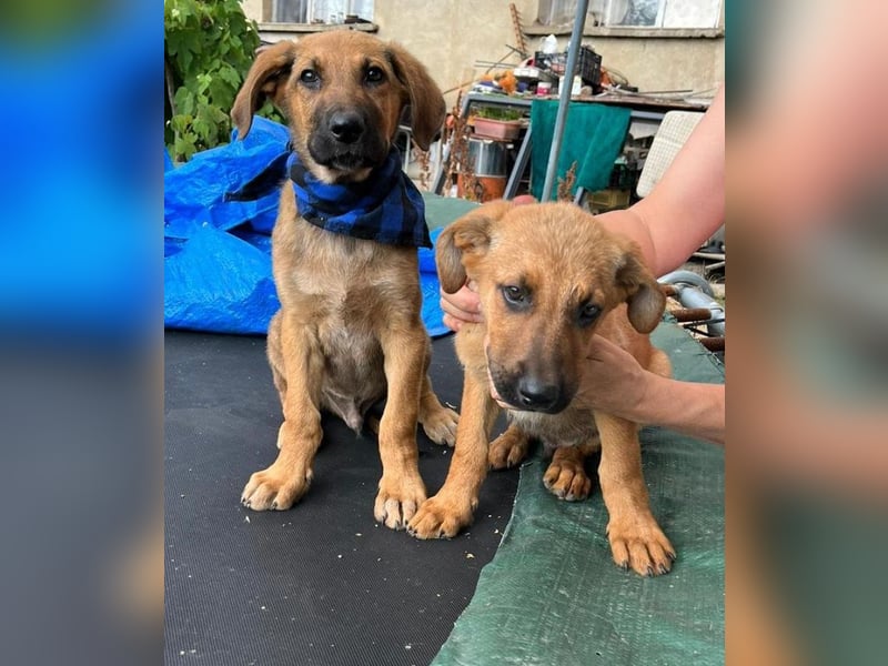 KOREL - bezauberndes Hundekind auf Familiensuche!