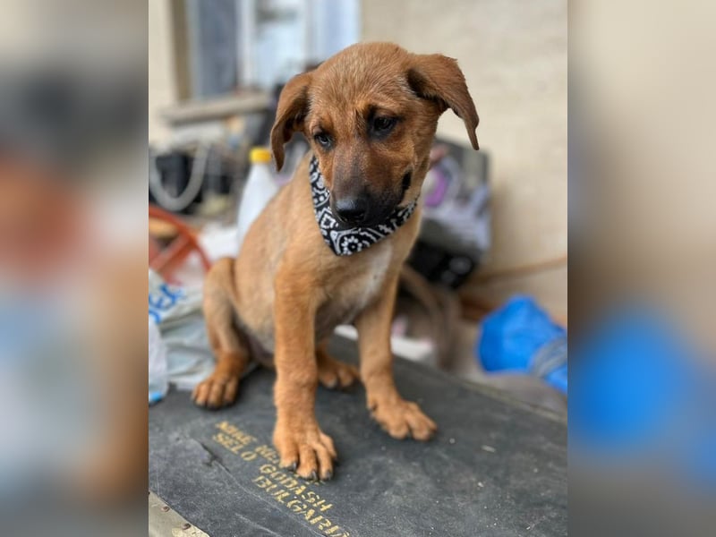 KIMO - möchte ins Hundeglück starten!