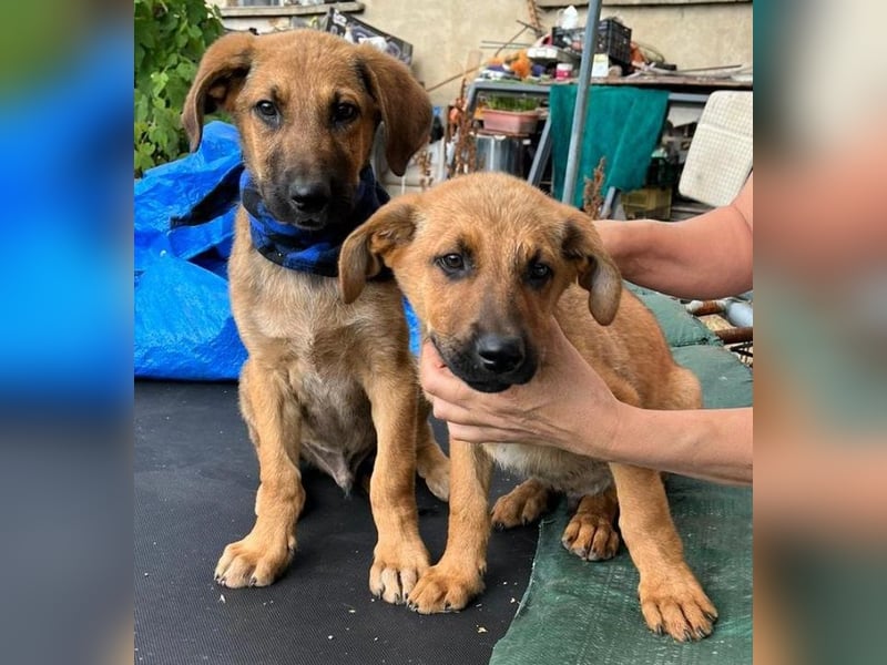 KOREL - bezauberndes Hundekind auf Familiensuche!