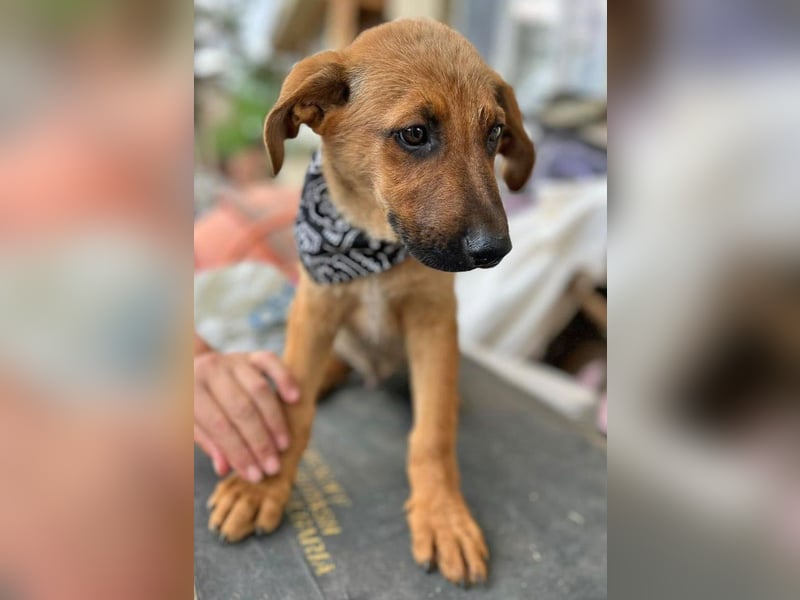 KIMO - möchte ins Hundeglück starten!
