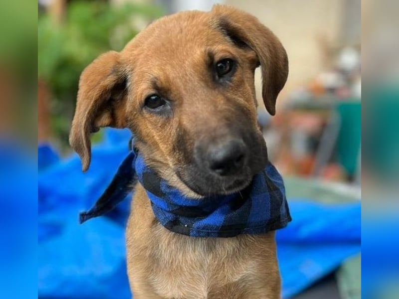 KOREL - bezauberndes Hundekind auf Familiensuche!