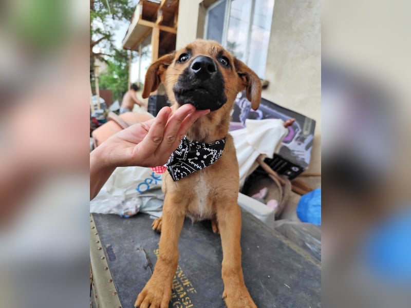 KIMO - möchte ins Hundeglück starten!