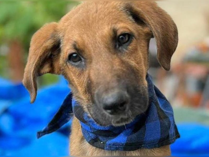 KOREL - bezauberndes Hundekind auf Familiensuche!