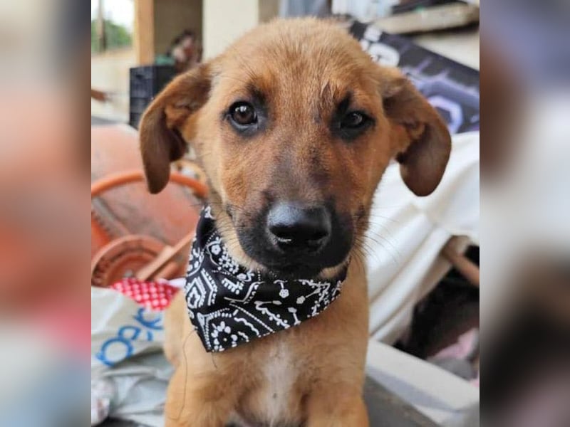 KIMO - möchte ins Hundeglück starten!